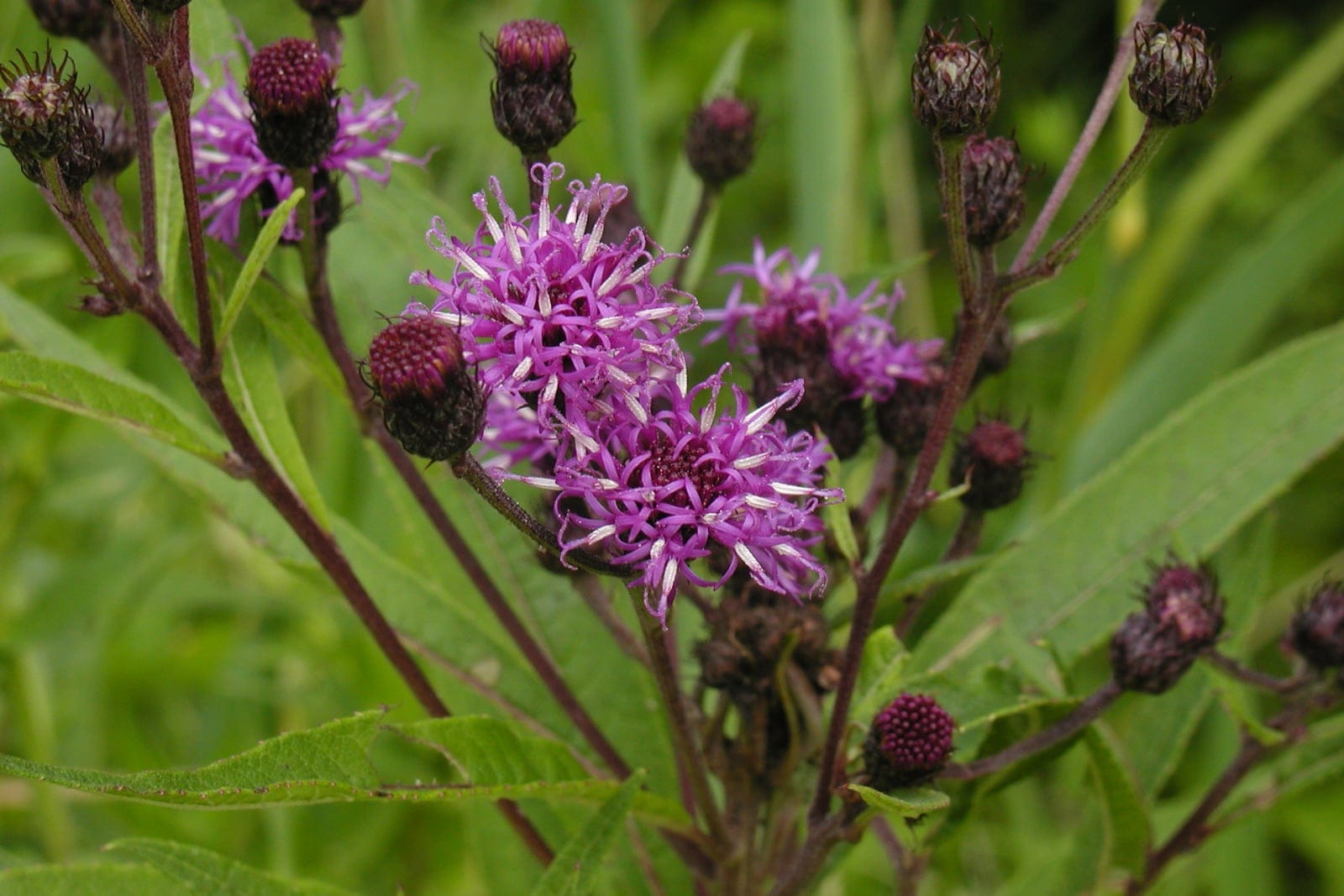 Vernonia de Nueva York (Vernonia noveboracensis) mostrando sus característicos racimos de flores de color púrpura intenso.