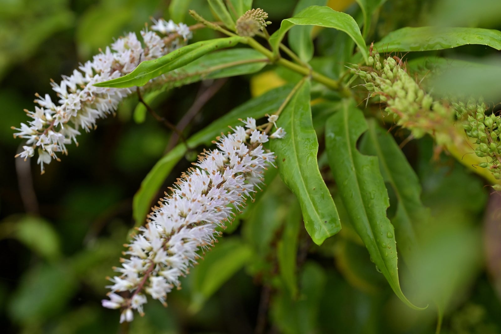 Koromiko (Veronica salicifolia, formerly Hebe salicifolia) in New Zealand - slender spikes of small white flowers among long, narrow, willow-like leaves, with a cluster of green seed capsules forming beside them.
