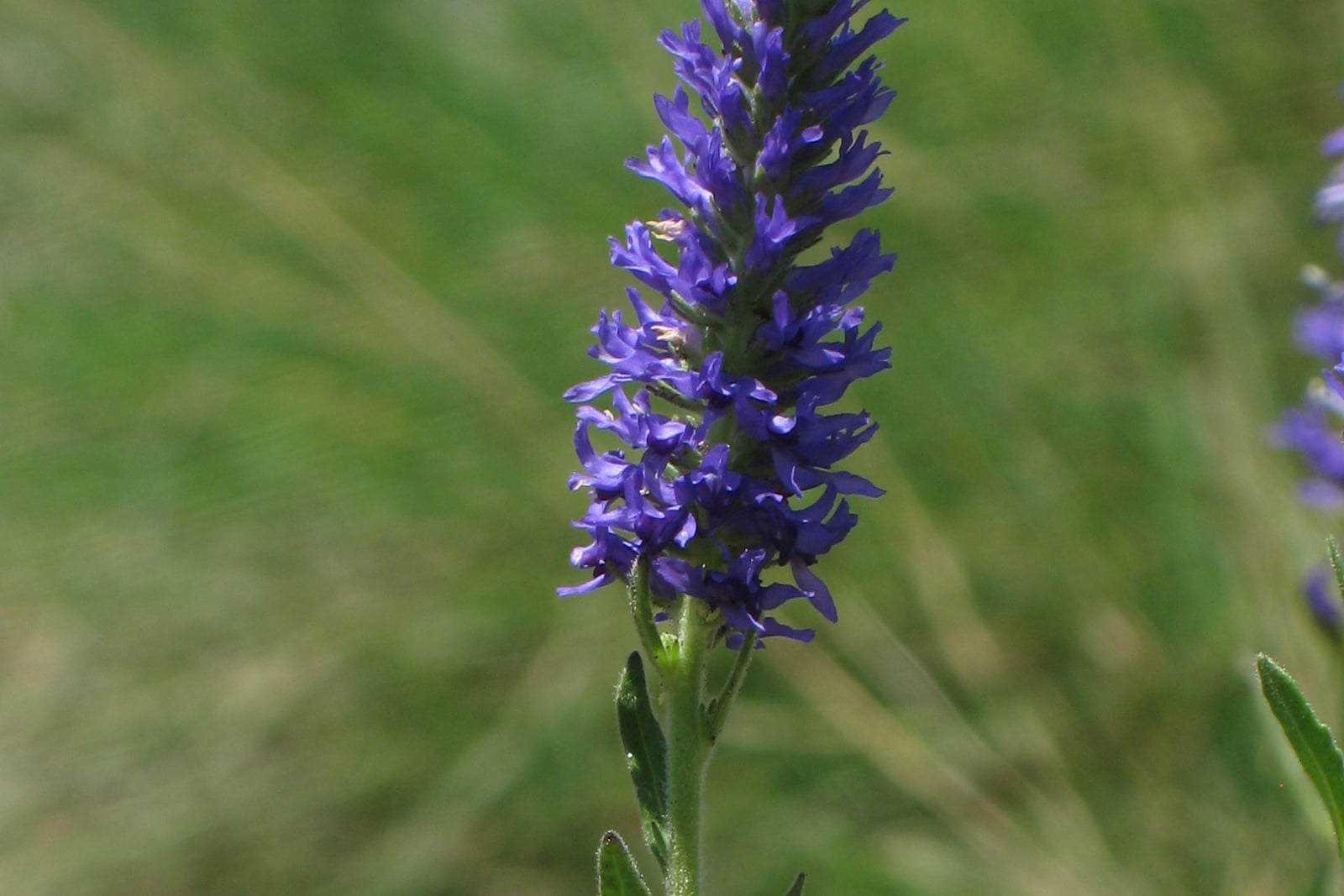 Véronique en épi (Veronica spicata) en fleur devant une prairie verte floue : un épi dressé et dense, garni de petites fleurs bleu violacé aux lobes étroits et étalés, sur une tige verte finement poilue avec une feuille étroite en dessous, et un second épi flou au bord droit.