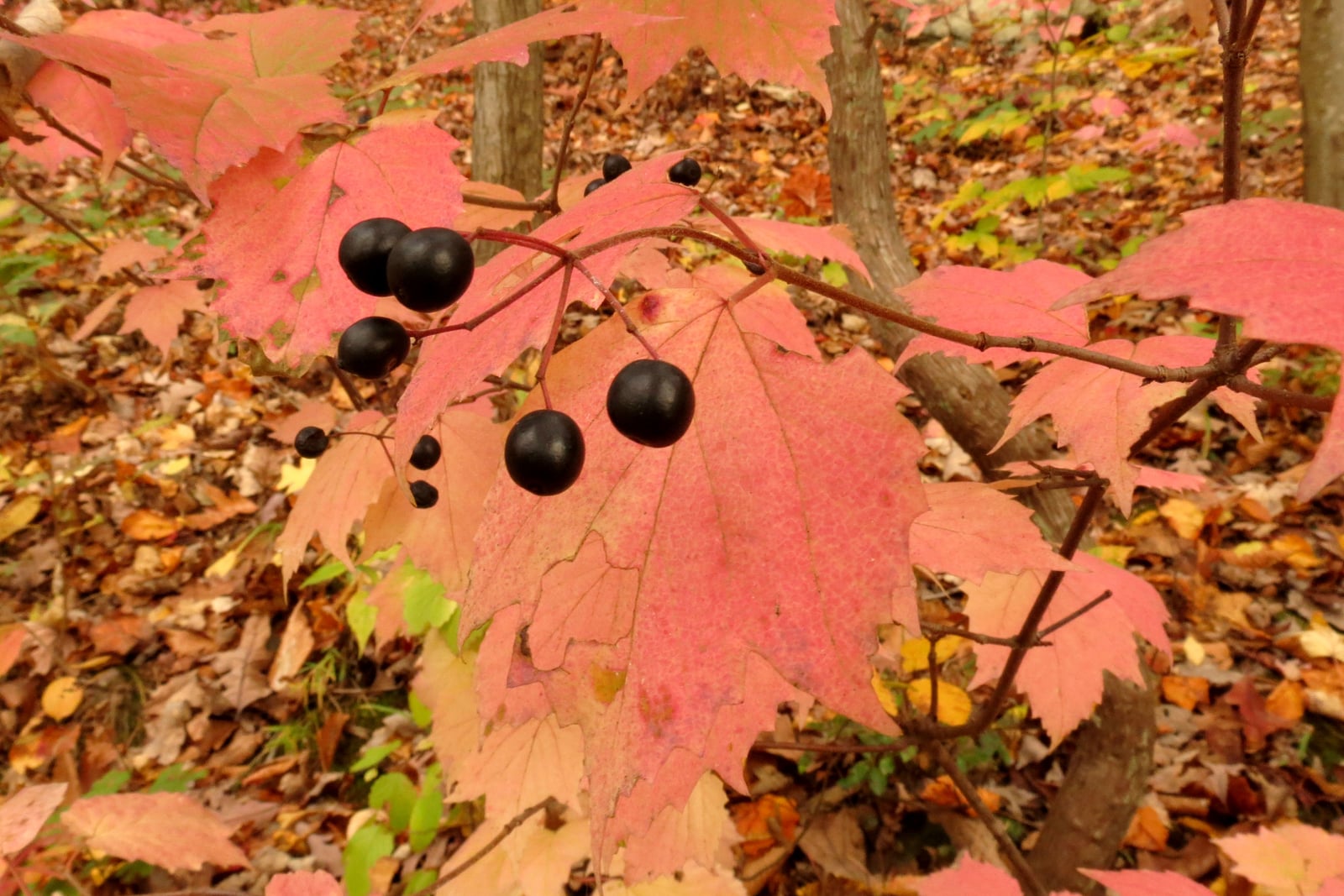A branch of mapleleaf viburnum in autumn. The three-lobed, maple-shaped leaves have turned salmon pink and red, and a loose cluster of glossy black berries hangs from red stalks at the centre of the frame. Behind is the leaf-littered floor of an open wood with slender tree trunks.