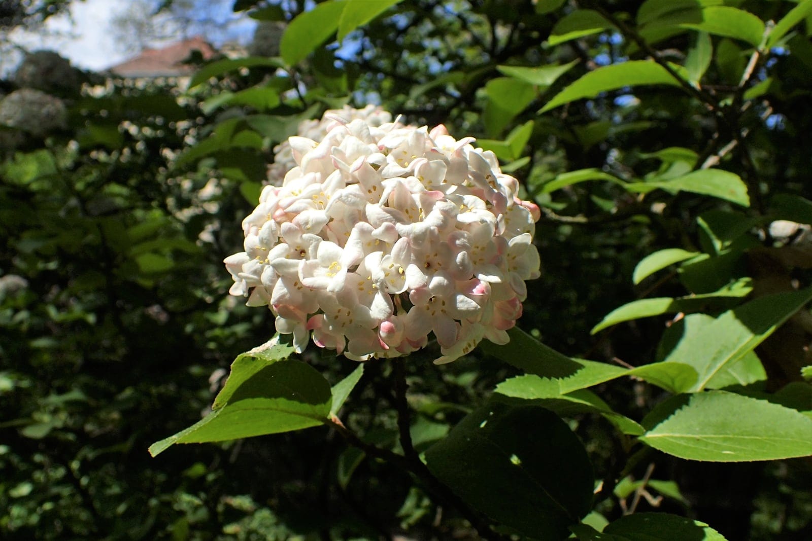 Viburnum carlesii in full bloom showing dense rounded clusters of pale pink and white fragrant flowers against green foliage