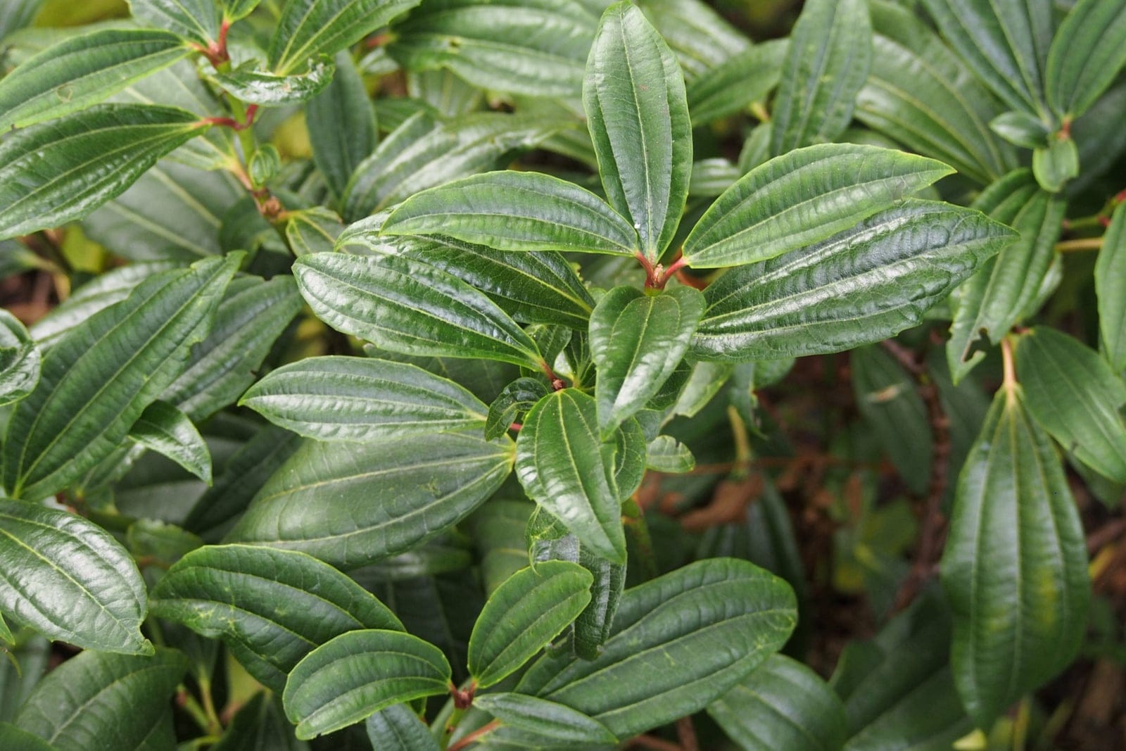David viburnum (Viburnum davidii) foliage - a dense mass of large, glossy, dark green evergreen leaves, each with three prominent veins deeply impressed along its length, and reddish young stems and leaf stalks at the shoot tips.