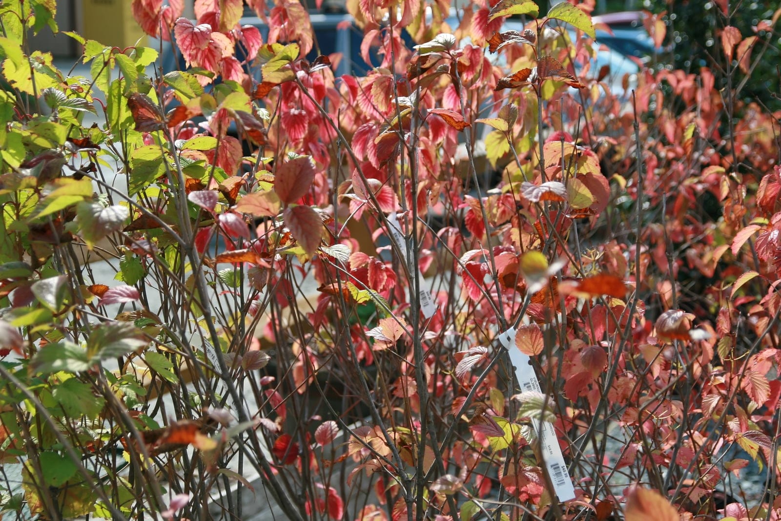 Arrowwood viburnum (Viburnum dentatum) multi-stemmed shrub in autumn, showing its upright spreading habit with red-burgundy fall foliage.