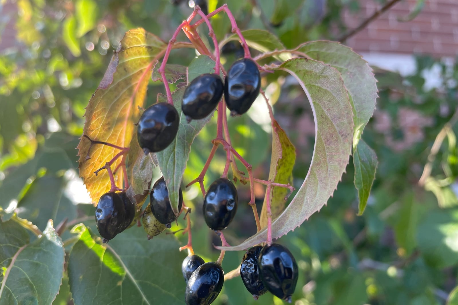 A drooping cluster of ripe nannyberry fruit backlit by low sun: glossy blue-black oval drupes hanging from thick pink-red stalks, surrounded by long tapering finely toothed leaves that are turning yellow and bronze.