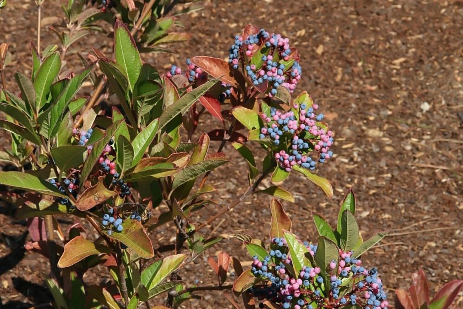 Arching stems of a possumhaw viburnum in autumn carrying four dense clusters of berries, each cluster holding rose-pink and slate-blue fruit together on red stalks. The leaves around them are glossy and turning from green to bronze-red, and the ground behind is bare mulch and gravel.