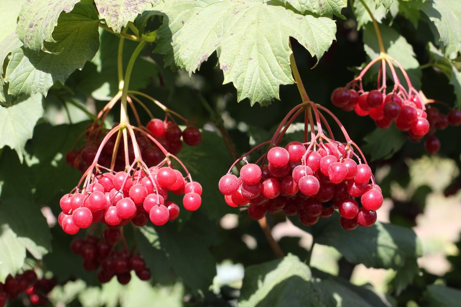 Mundillo (Viburnum opulus) - cimas pesadas y colgantes de bayas rojas, lustrosas y traslúcidas suspendidas de pedicelos rojo vivo, hojas caducas parecidas a las del arce, con 3-5 lóbulos puntiagudos y márgenes dentados, porte arbustivo de las ramas con los racimos de bayas dispuestos entre el follaje.
