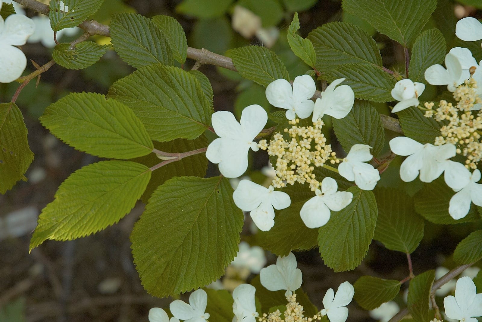 Viburnum plicatum 'Mariesii' in full bloom showing tiered horizontal branches laden with flat white lacecap flower heads