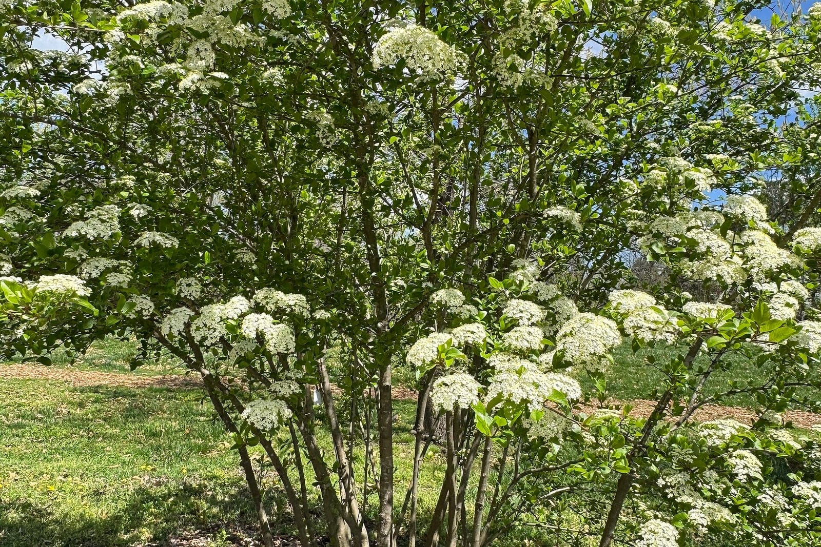 Blackhaw viburnum (Viburnum prunifolium) whole multi-stemmed shrub in spring bloom, showing its upright vase-shaped habit crowned with white flower clusters.
