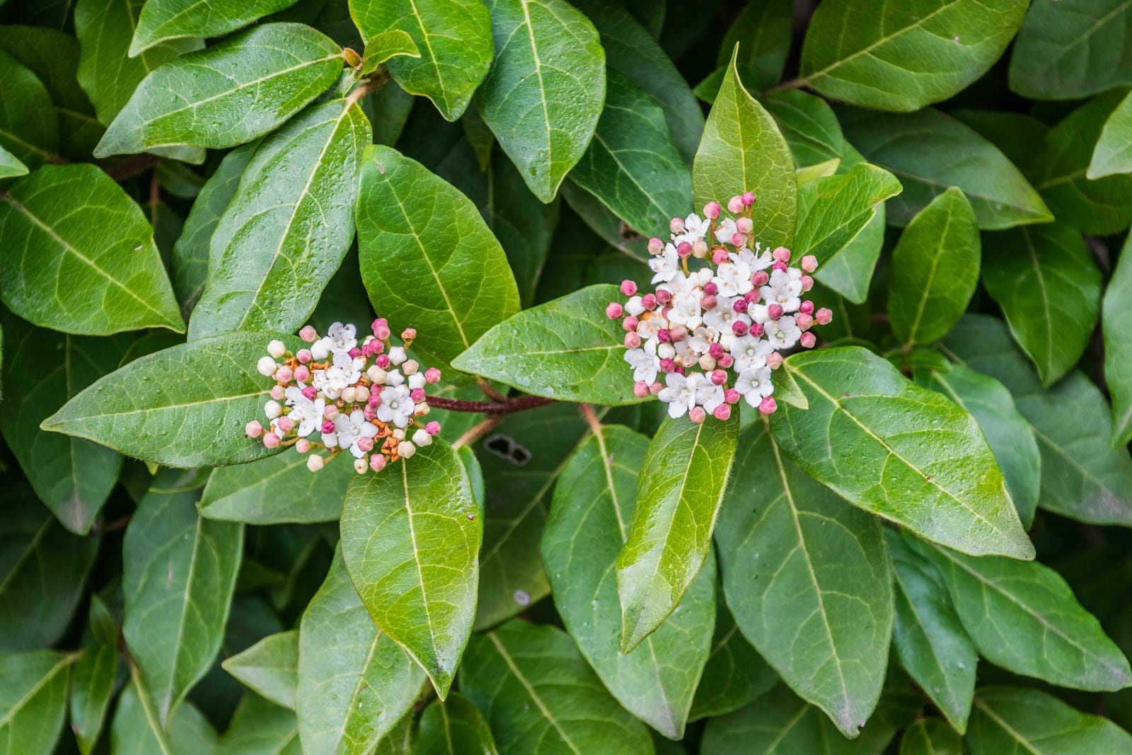 Laurustinus (Viburnum tinus) - flat-topped (corymb-like) cymes of pink buds opening to small white five-lobed flowers, glossy, dark-green elliptic to ovate leaves arranged oppositely with entire margins, dense evergreen shrub habit with multiple flowering clusters borne at branch tips.