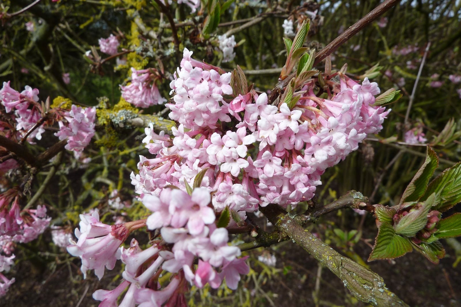 Close-up of Bodnant viburnum (Viburnum × bodnantense 'Dawn') winter flower clusters showing deep-pink buds and paler open florets on bare brown stems.