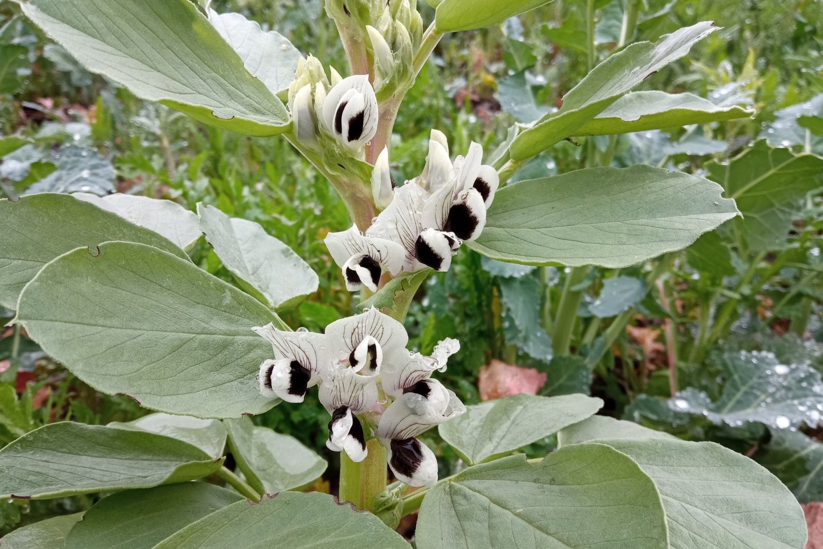 Fava bean (Vicia faba) in flower, showing the erect leafy stems and white pea-family flowers marked with dark blotches.