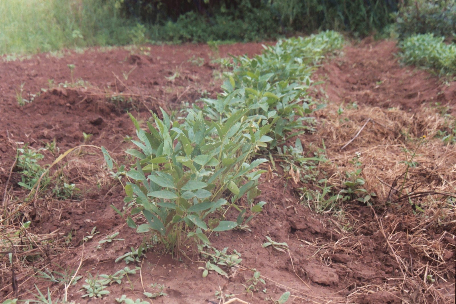 Bambara groundnut (Vigna subterranea) - low, ground-hugging clumped habit of a warm-season annual legume growing in a cultivated field row, compound (pinnate/trifoliate-type) green leaves on short, creeping/clustered stems radiating from the crown, crop planted in bare red-earth tilled soil with no aerial pods, consistent with the underground-fruiting groundnut growth pattern.