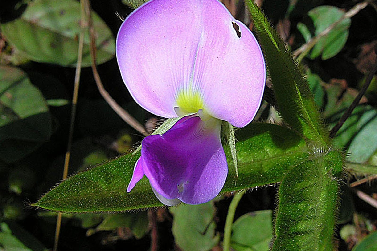 Cowpea (Vigna unguiculata) - pale-lilac standard petal with a deep purple-violet keel and yellow-green throat (the characteristic cowpea pea flower), long, slender, hairy green developing pod typical of the cowpea legume, trifoliate cowpea leaves on the living twining plant.