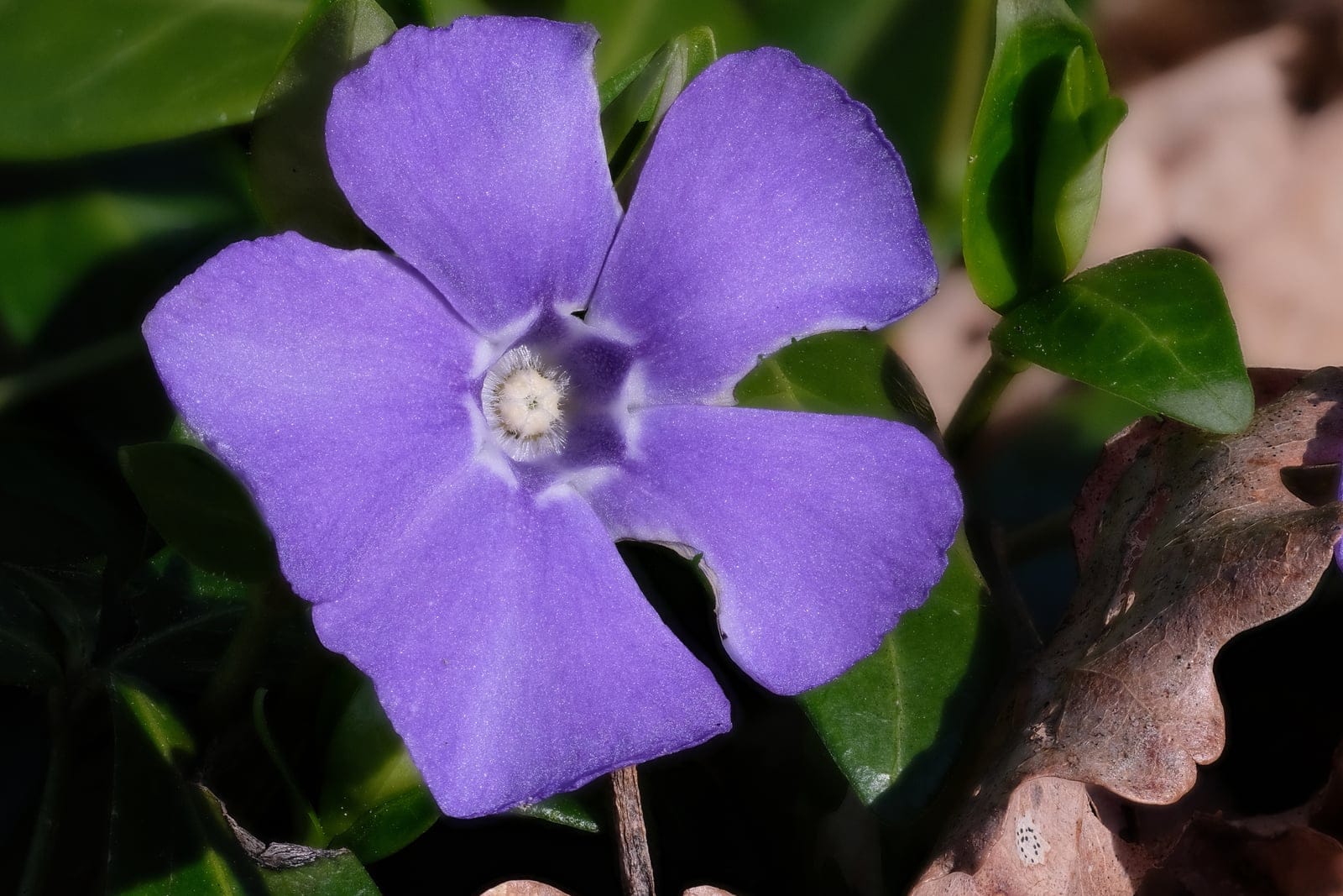 Primer plano de una flor de Vinca minor que muestra cinco pétalos de color azul violeta y hojas de un verde oscuro lustroso, fotografiada en el Naturpark Rhein-Taunus, Alemania