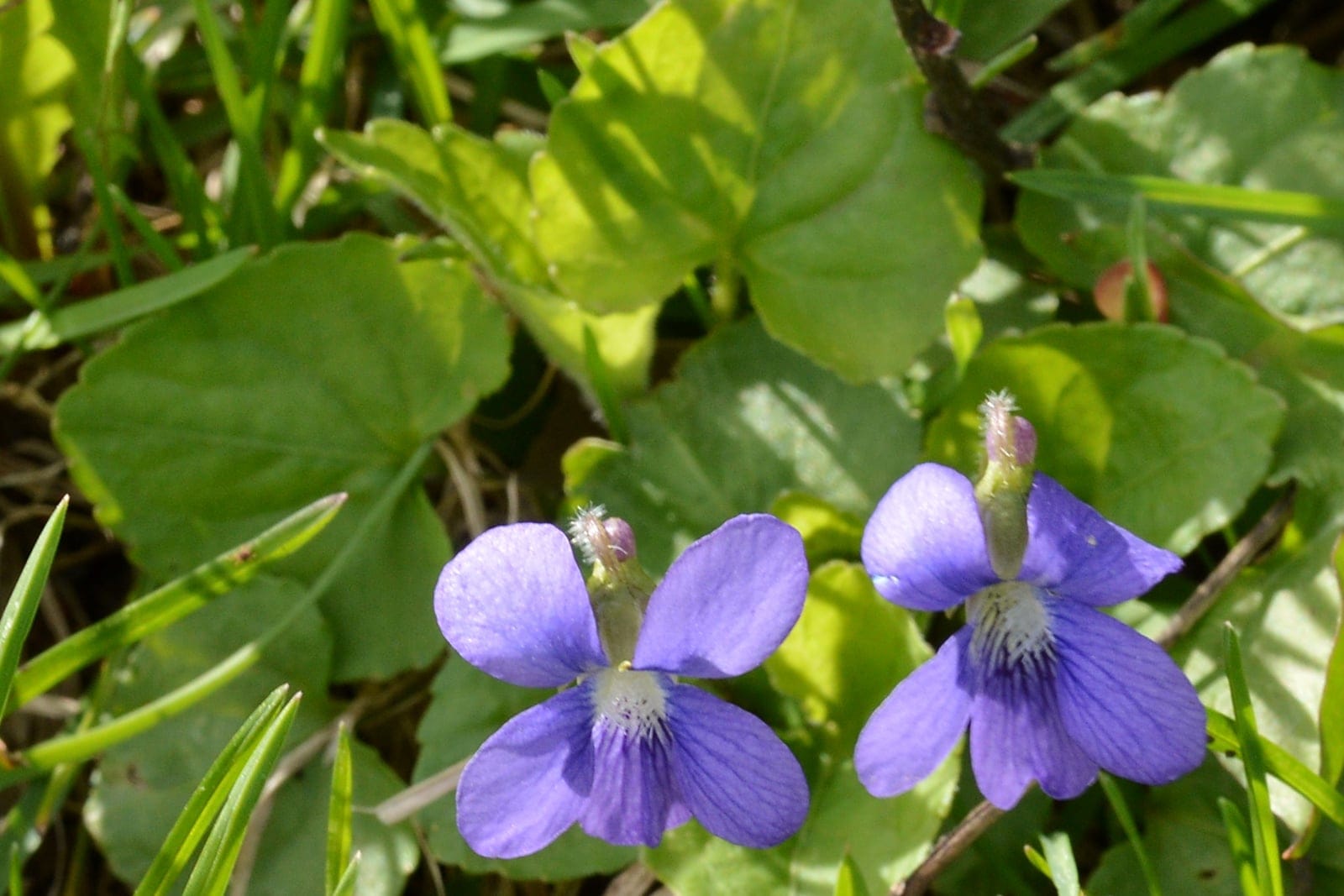 Common blue violet (Viola sororia) showing two five-petaled blue-violet flowers with white throats and dark nectar-guide veins above heart-shaped leaves.