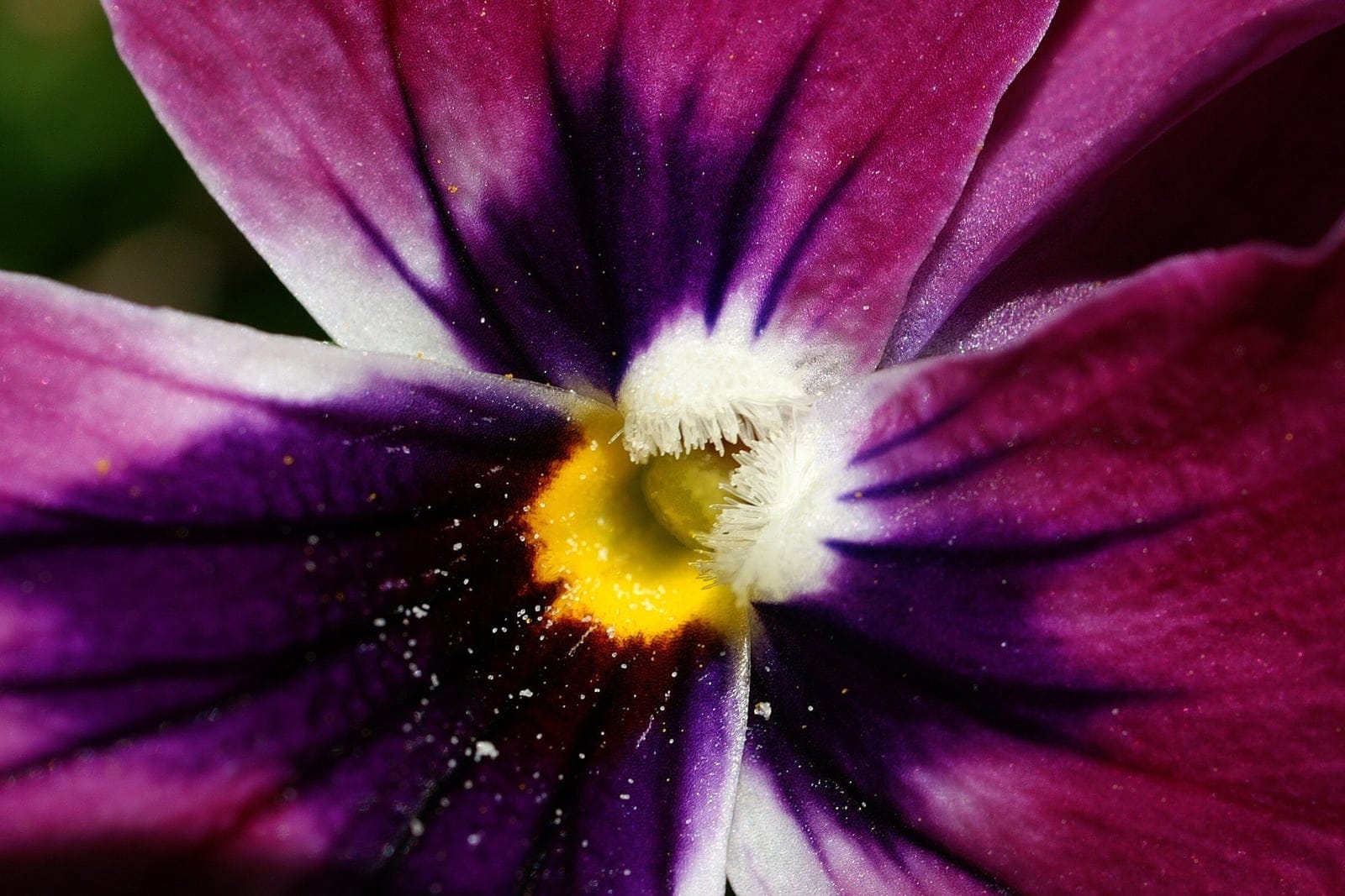 Close-up of a Viola × wittrockiana (pansy) flower showing the purple and magenta petals, dark central blotch, radiating whisker markings, and yellow throat.