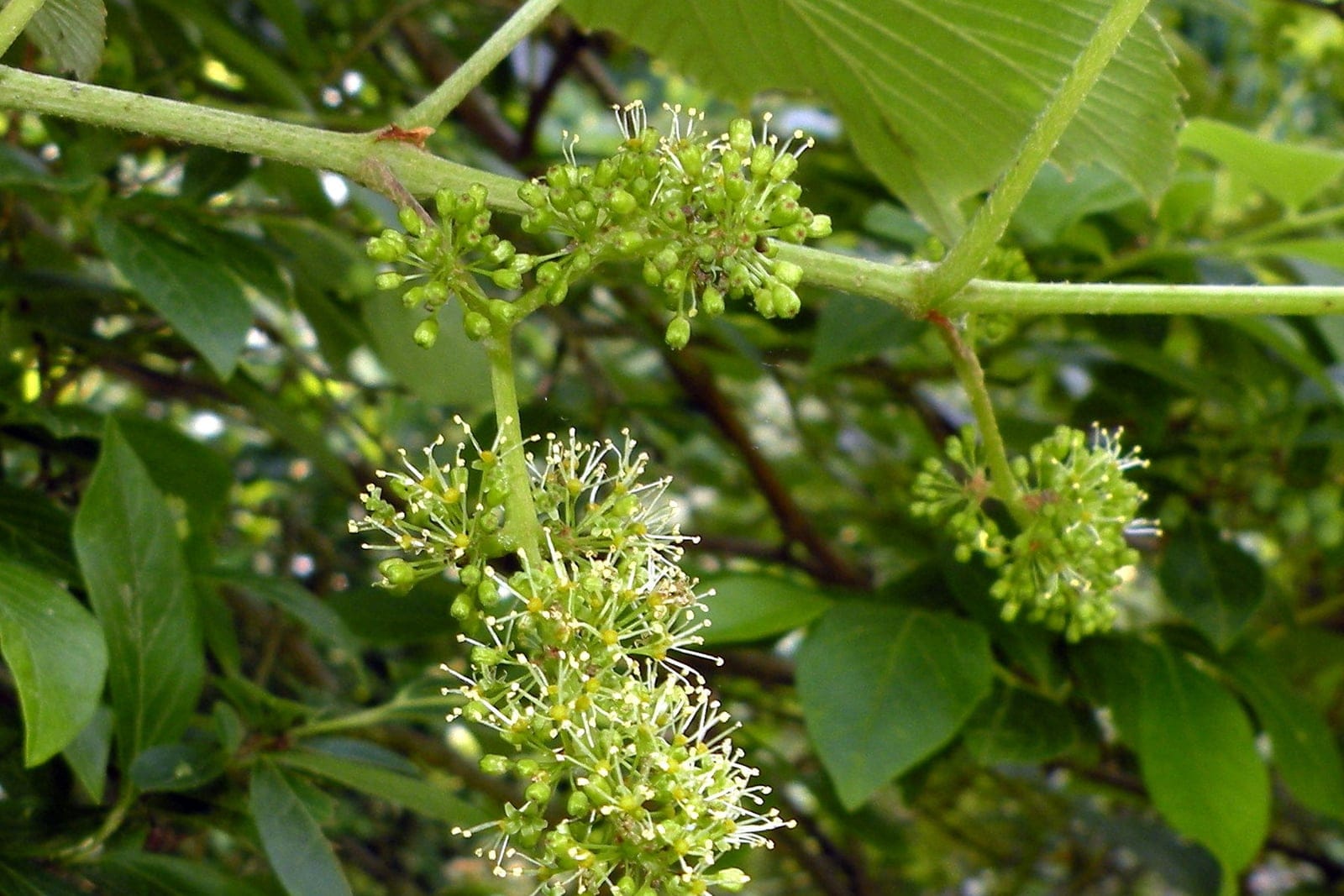 Fox grape (Vitis labrusca) showing three-lobed leaves + clusters of dark purple-black grapes.