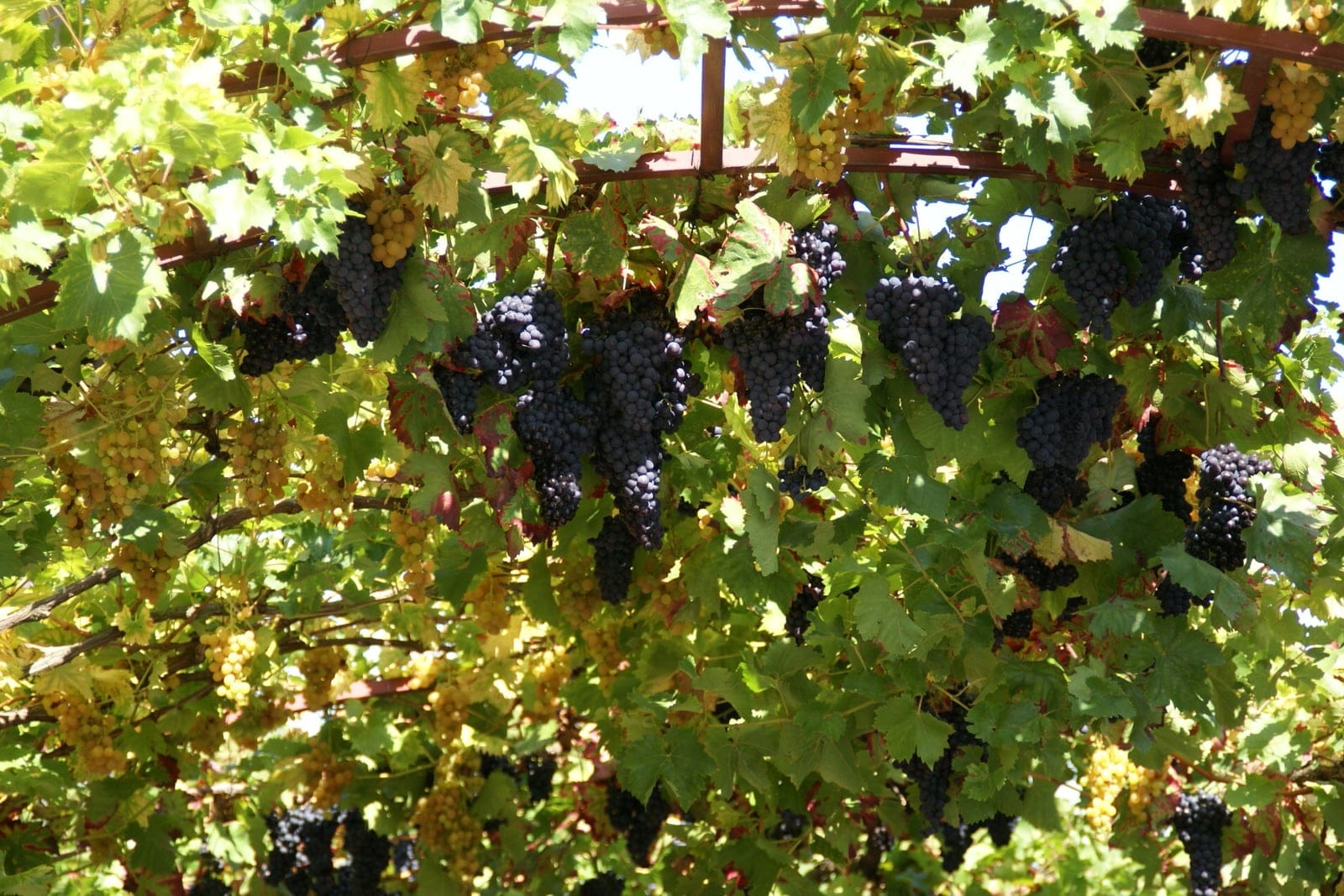 Vid de vinificación (Vitis vinifera) conducida sobre una pérgola elevada, con racimos colgantes de bayas maduras de color púrpura oscuro entre hojas verdes lobuladas.