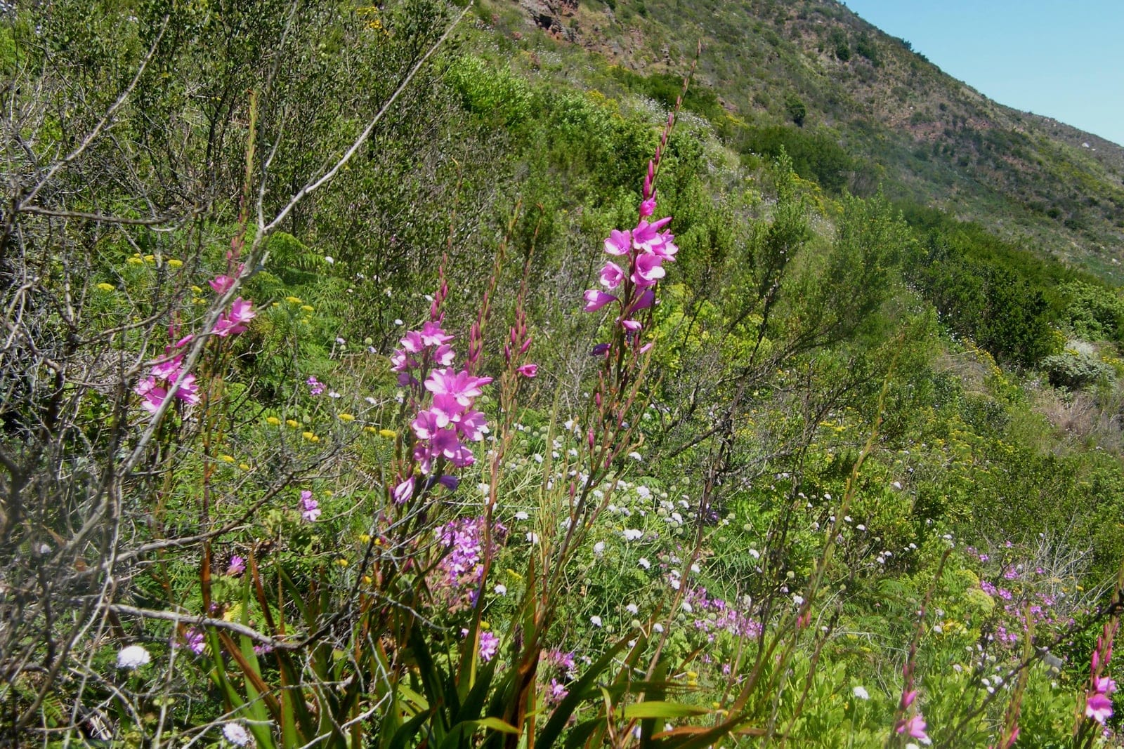 Cape bugle-lily (Watsonia borbonica) - tall, branched flowering spikes of pink tubular flowers held well above the foliage, basal fans of erect, sword-shaped (iris-like) leaves at the plant base, statuesque clumping habit growing in open fynbos hillside, typical of a cape geophyte.
