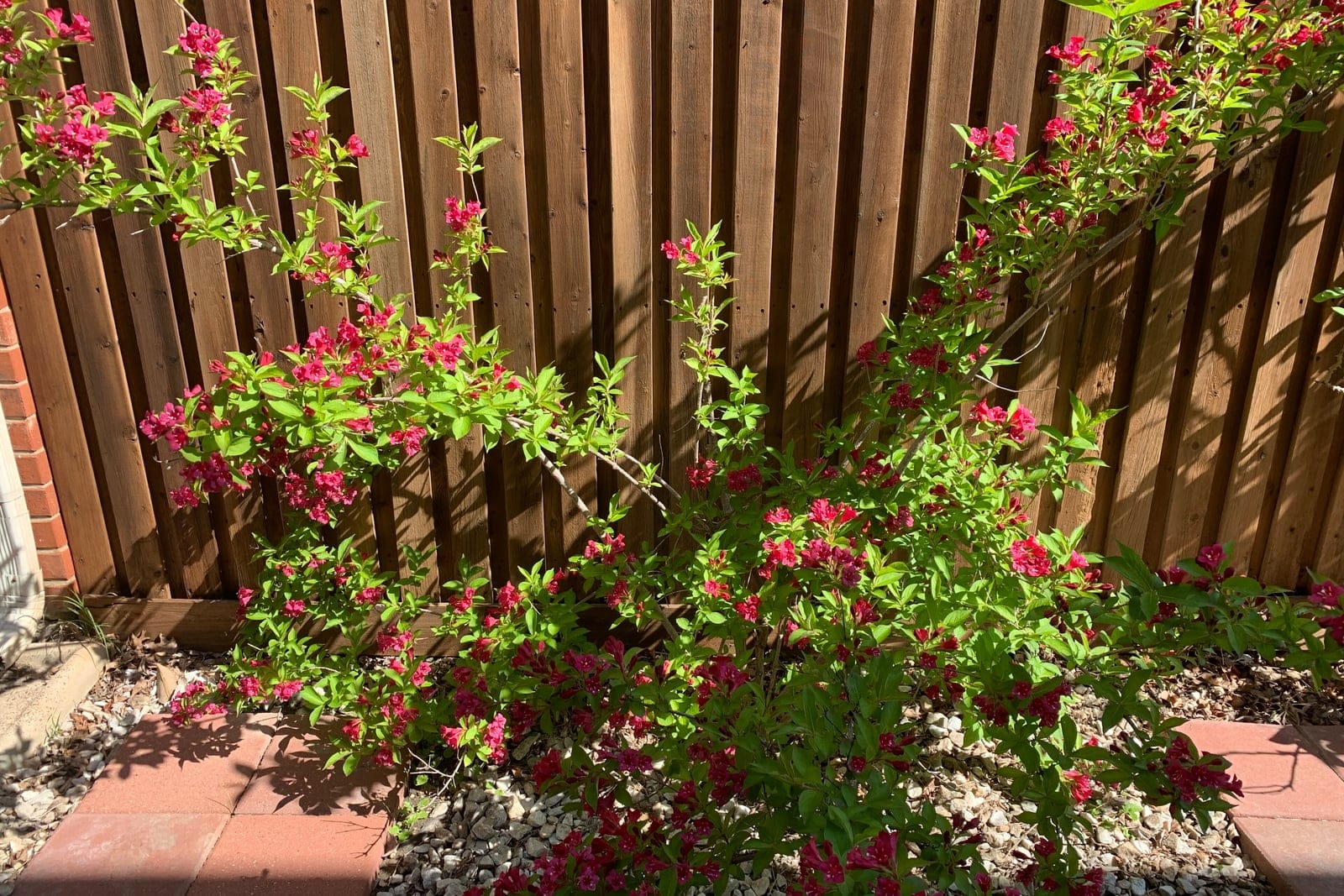 Weigela (Weigela florida) - ramas arqueadas de un arbusto caducifolio entero mostrando su porte, envuelto en flor, flores infundibuliformes (tubulares) de color rojo rosado agrupadas a lo largo de los tallos a finales de primavera, hojas caducas ovaladas y verdes en las ramas leñosas arqueadas.