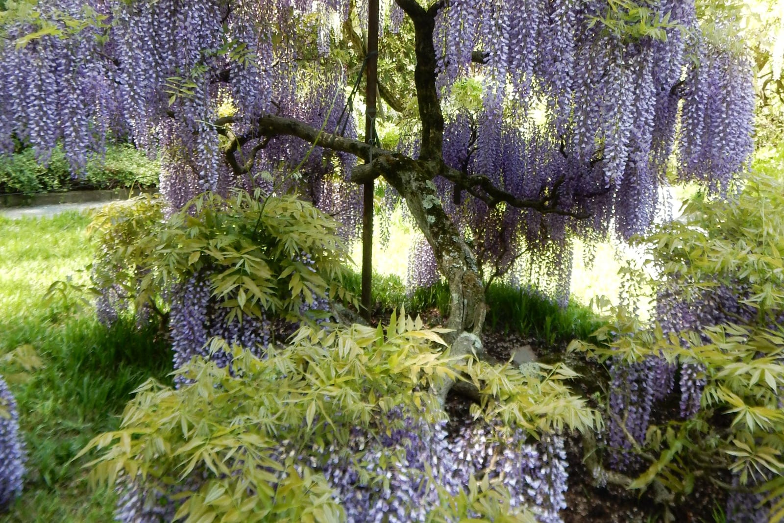 Cascading pendulous racemes of violet-purple Wisteria floribunda flowers hanging from a mature trained specimen at Longwood Gardens, May 2023