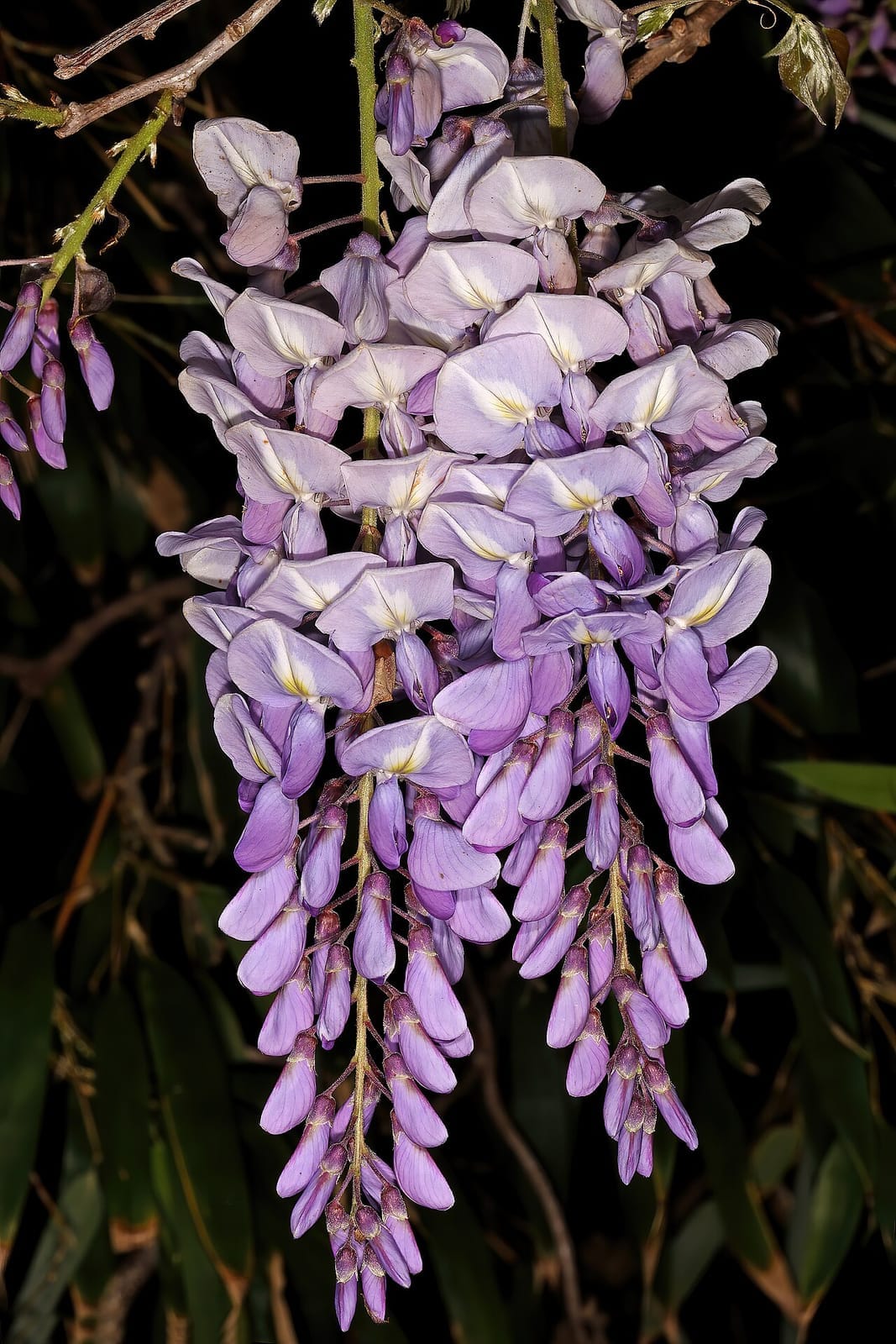 Chinese wisteria (Wisteria sinensis) - long pendant raceme of lavender-violet flowers, pea-family (papilionaceous) florets, fresh full bloom, twining woody stems.