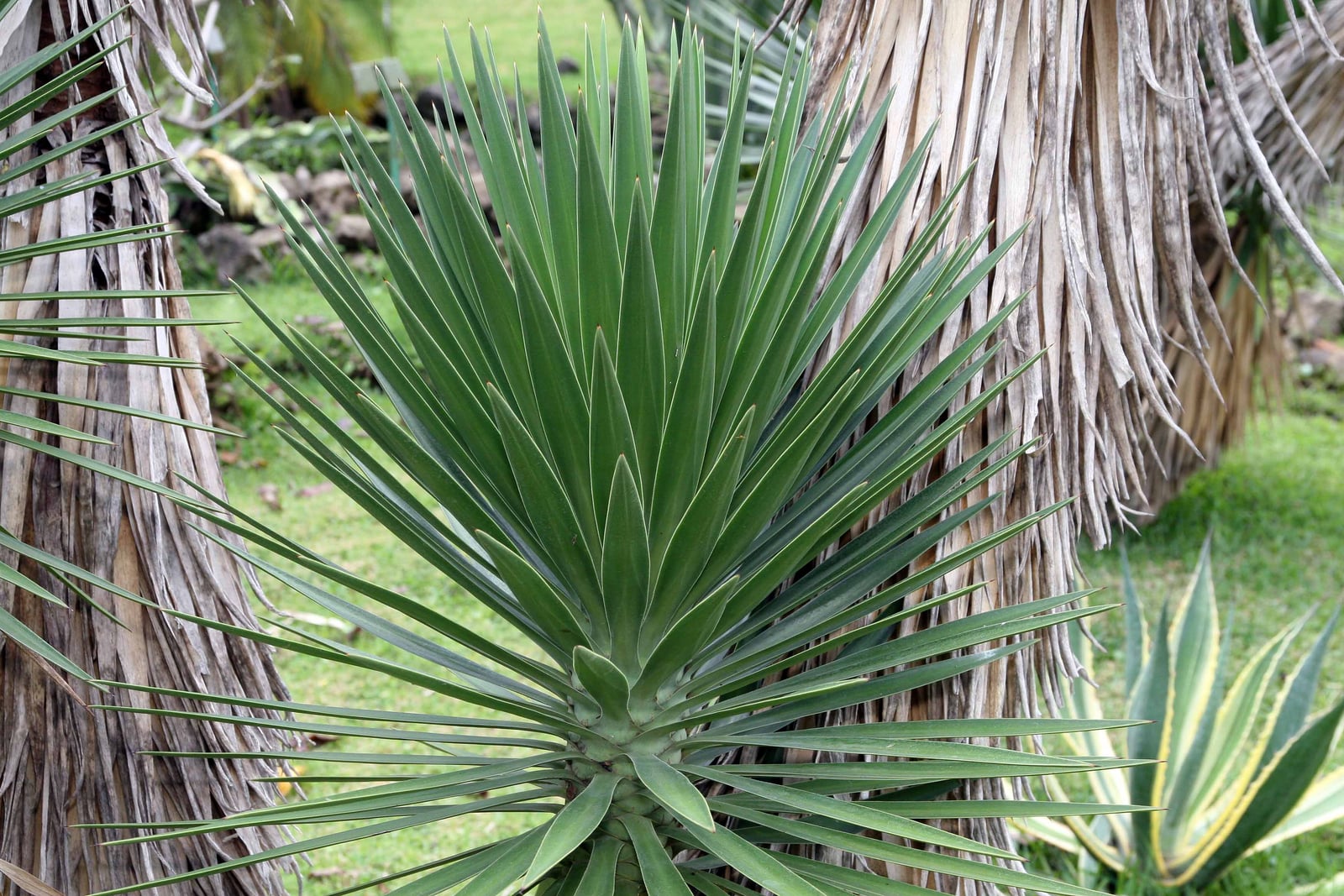 Spanish bayonet (Yucca aloifolia): a dense rosette of stiff, narrow, sword-shaped green leaves with thin pale edges, each tapering to a sharp point, radiating from the top of a stem, with trunks wrapped in shaggy skirts of dead, straw-colored leaves behind it and a yellow-edged agave at lower right, on a garden lawn.