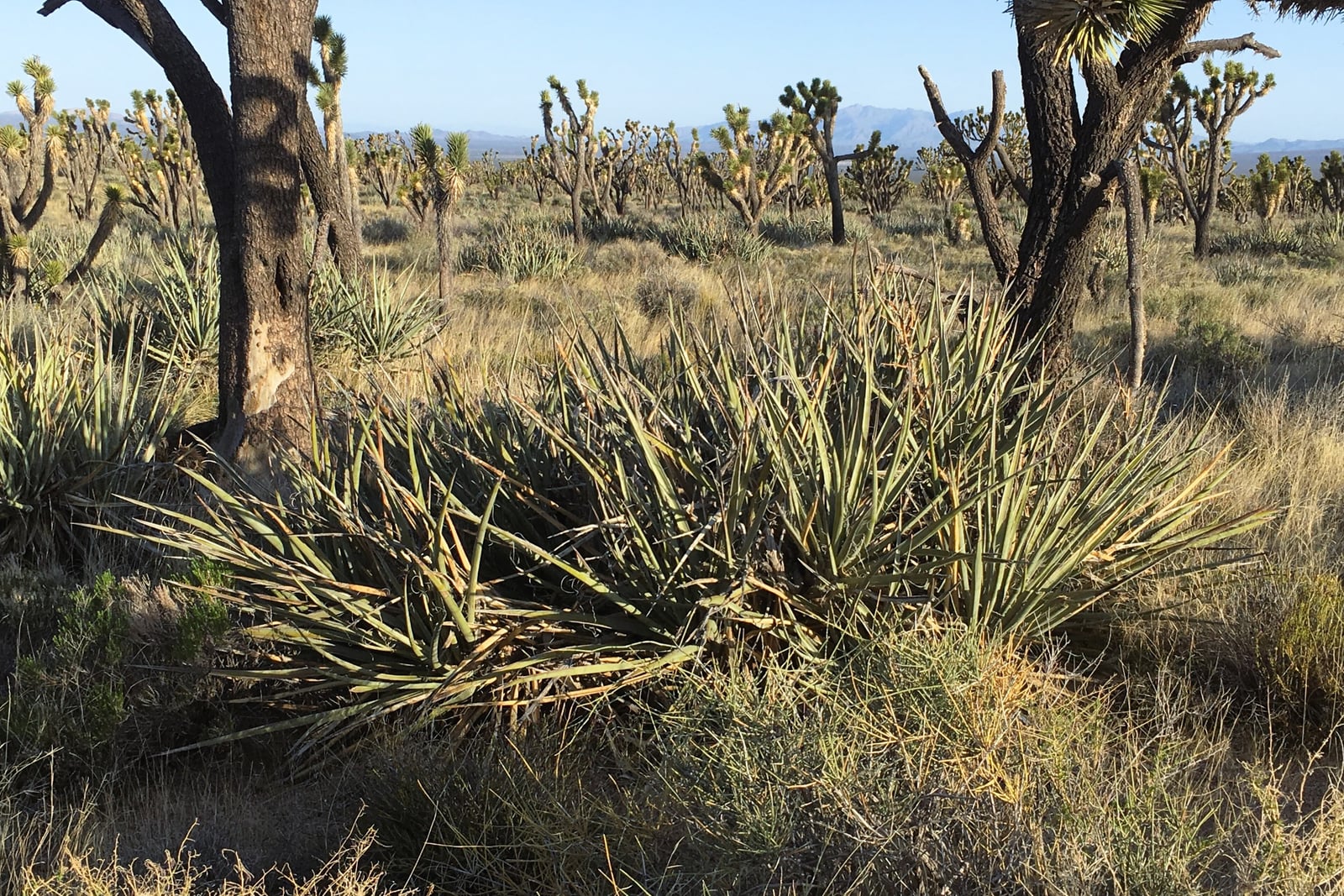 Banana yucca (Yucca baccata) in Joshua tree woodland: a low, sprawling clump of several stemless rosettes of stiff, narrow, spine-tipped, gray-green leaves with curly threads along their edges and some dry, yellowed old leaves, much wider than it is tall, growing in dry grassland between two dark Joshua tree trunks, with more yuccas, Joshua trees, a mountain range and a clear sky behind.