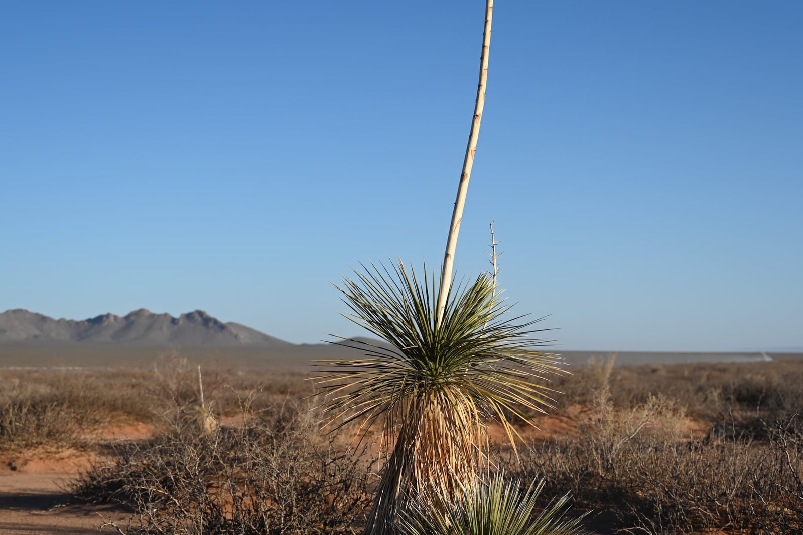 Soaptree yucca (Yucca elata) in desert scrub: a short trunk thatched with dead, straw-colored leaves carries a round head of very narrow, spine-tipped green leaves, with a tall, bare, pale flower stalk rising from it into a clear blue sky, a young rosette at its foot and a rocky mountain range in the distance.