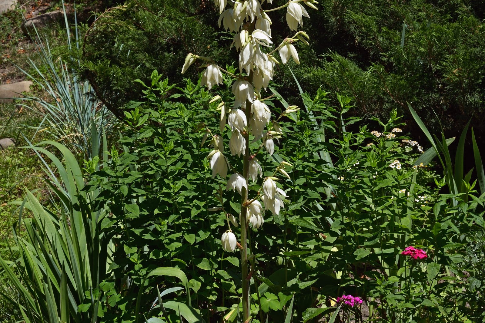Adam's needle (Yucca filamentosa) in summer bloom: a single tall central panicle of nodding, bell-shaped, creamy-white flowers rising on a stout stalk from a basal rosette of stiff, sword-shaped green leaves in a garden bed.