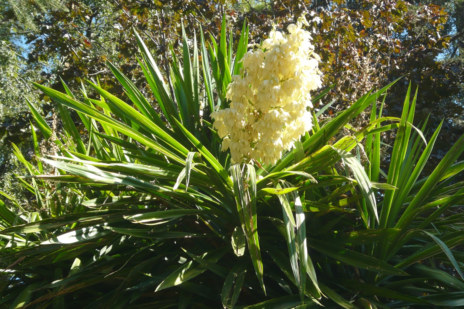 Yuca pie de elefante al sol: una densa mata de hojas largas, verdes, brillantes y en forma de cinta que salen en abanico de las puntas de los tallos, con un racimo erguido de flores colgantes en forma de campana, de color blanco cremoso, que se eleva en el centro, delante de árboles altos.