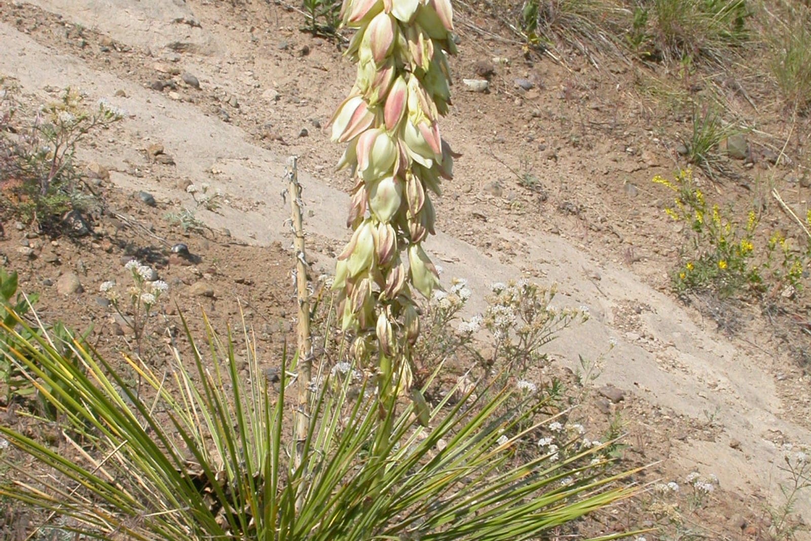 Soapweed yucca (Yucca glauca) showing a basal rosette of narrow, pale blue-green dagger-like leaves beneath a tall stalk of pendulous greenish-white bell-shaped flowers in a sandy prairie setting.