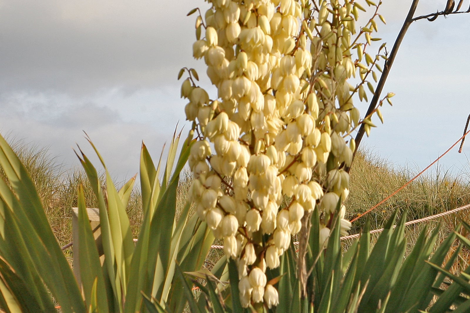 Daga española (Yucca gloriosa) en flor: una panícula alta y densa de flores blanco crema, colgantes y acampanadas, con botones verdes en las puntas de sus ramas laterales, que se alza sobre una roseta de hojas anchas, en forma de espada, de color verde amarillento y con puntas afiladas, delante de una alta hierba de dunas, una cerca de cuerda y un poste de madera bajo un cielo gris.