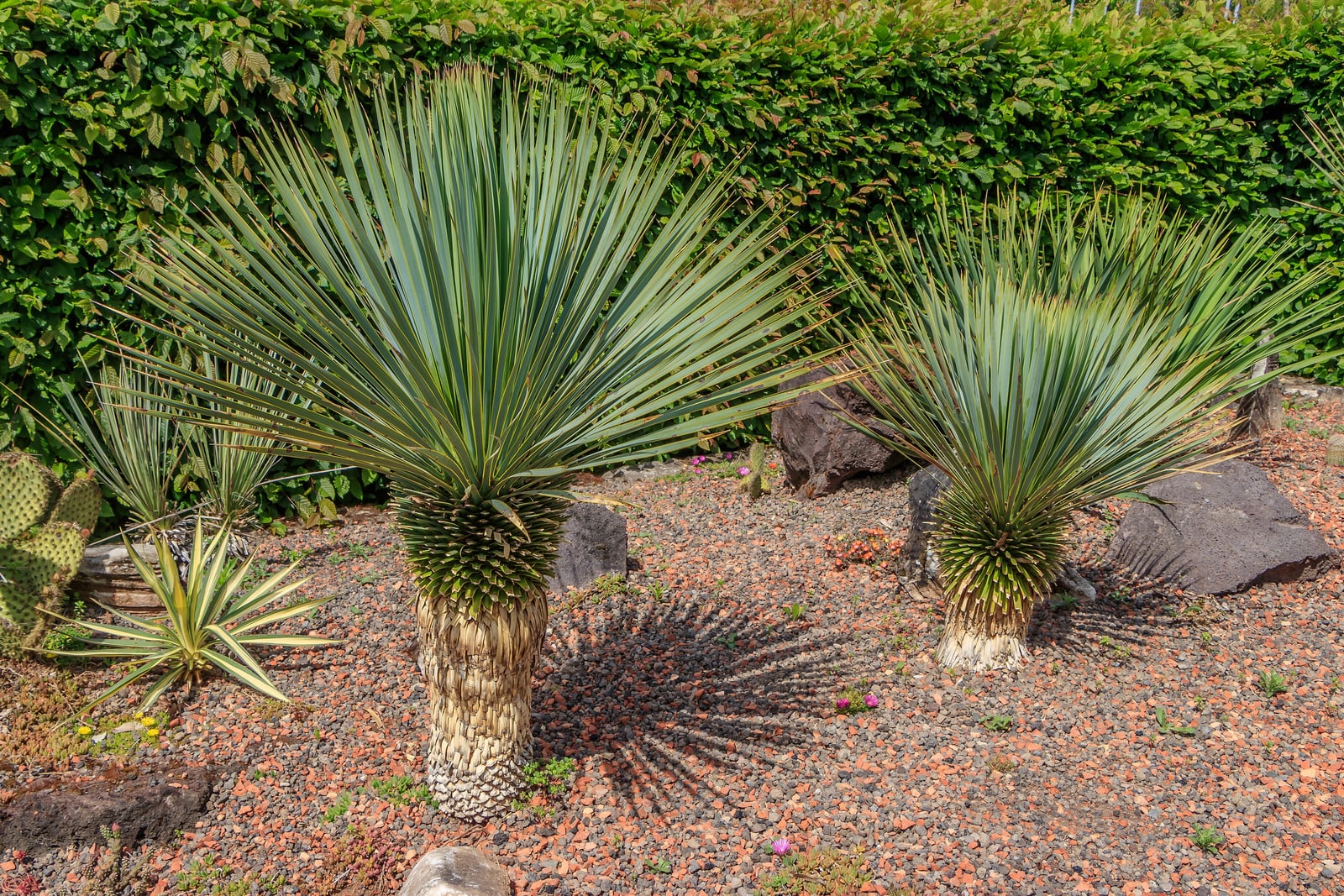 Two young beaked yuccas (Yucca rostrata) in a gravel garden: each is a short trunk wrapped in a thatch of pale, dried old leaves, topped by a dense, rounded head of long, narrow, blue-green leaves with fine yellow edges and sharp tips, with a clipped green hedge behind, dark rocks set in reddish gravel, and a prickly pear cactus at the left edge.