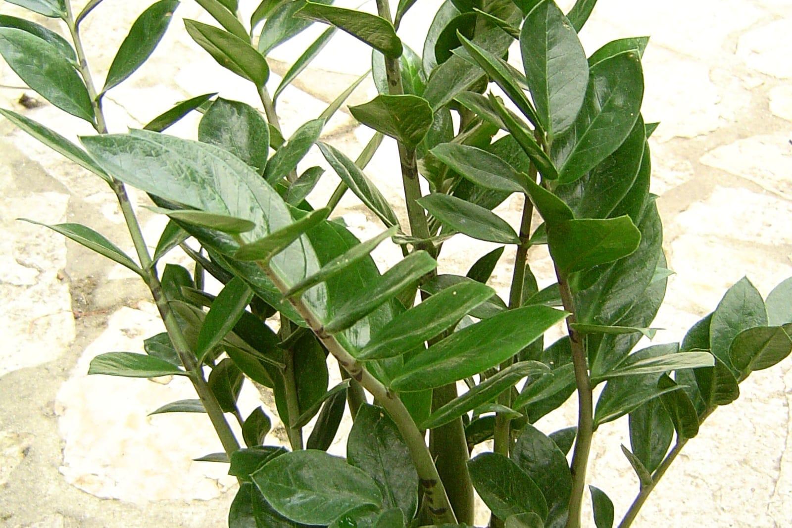 ZZ plant (Zamioculcas zamiifolia) - upright arching stems rising in a clump from the pot (water-storing rhizome habit), dark-green, glossy, waxy pinnate leaves with paired oval leaflets along each rachis, dense, architectural houseplant form held entirely within a single small pot.