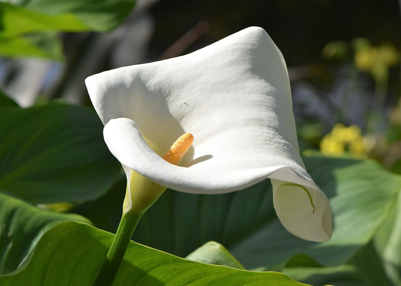 Calla lily (Zantedeschia aethiopica) - pure white funnel-shaped spathe, bright yellow central spadix, glossy arrow-shaped leaves.