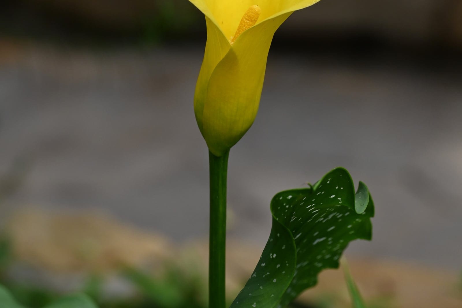 Golden calla (Zantedeschia elliottiana) - a cluster of upright plants showing large golden-yellow funnel-shaped spathes (with a darker purple blotch at the base) surrounding yellow spadices, with deep-green white-spotted basal leaves, photographed in the Botanischer Garten Berlin-Dahlem.