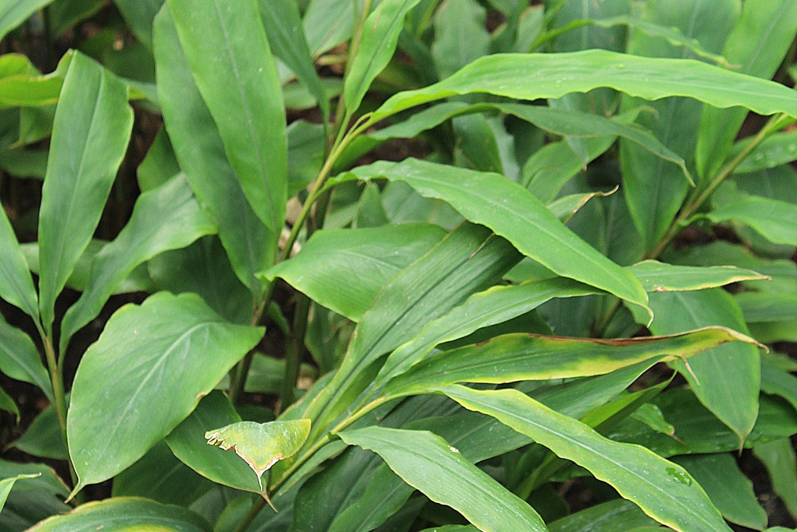 Ginger (Zingiber officinale) showing the reed-like upright pseudostems with two-ranked, lanceolate, glossy green leaves typical of the species, grown in a botanical-garden bed.