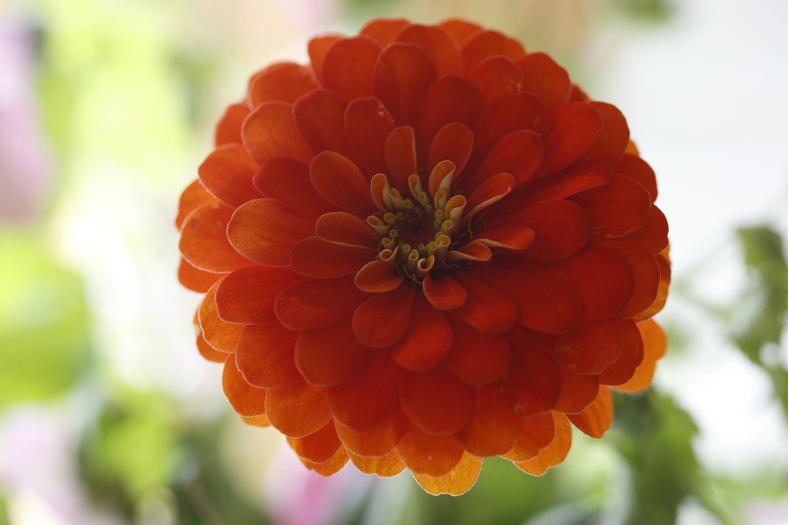 Common zinnia (Zinnia elegans) shown head-on as a fully double orange flower, the central disc florets curled into a tight yellow spiral.