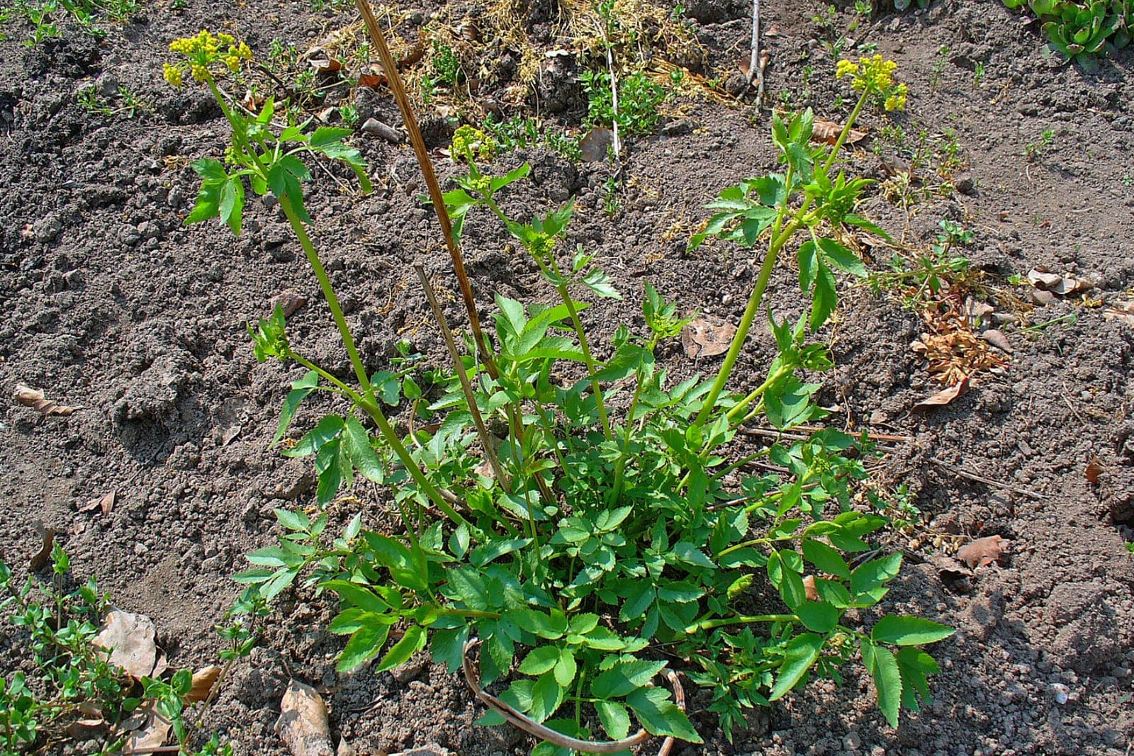 Zizia aurea, jeune plante entière sur sol nu, montrant son port basal dressé et en touffe ainsi que ses feuilles inférieures divisées avant l'allongement complet des tiges florales.