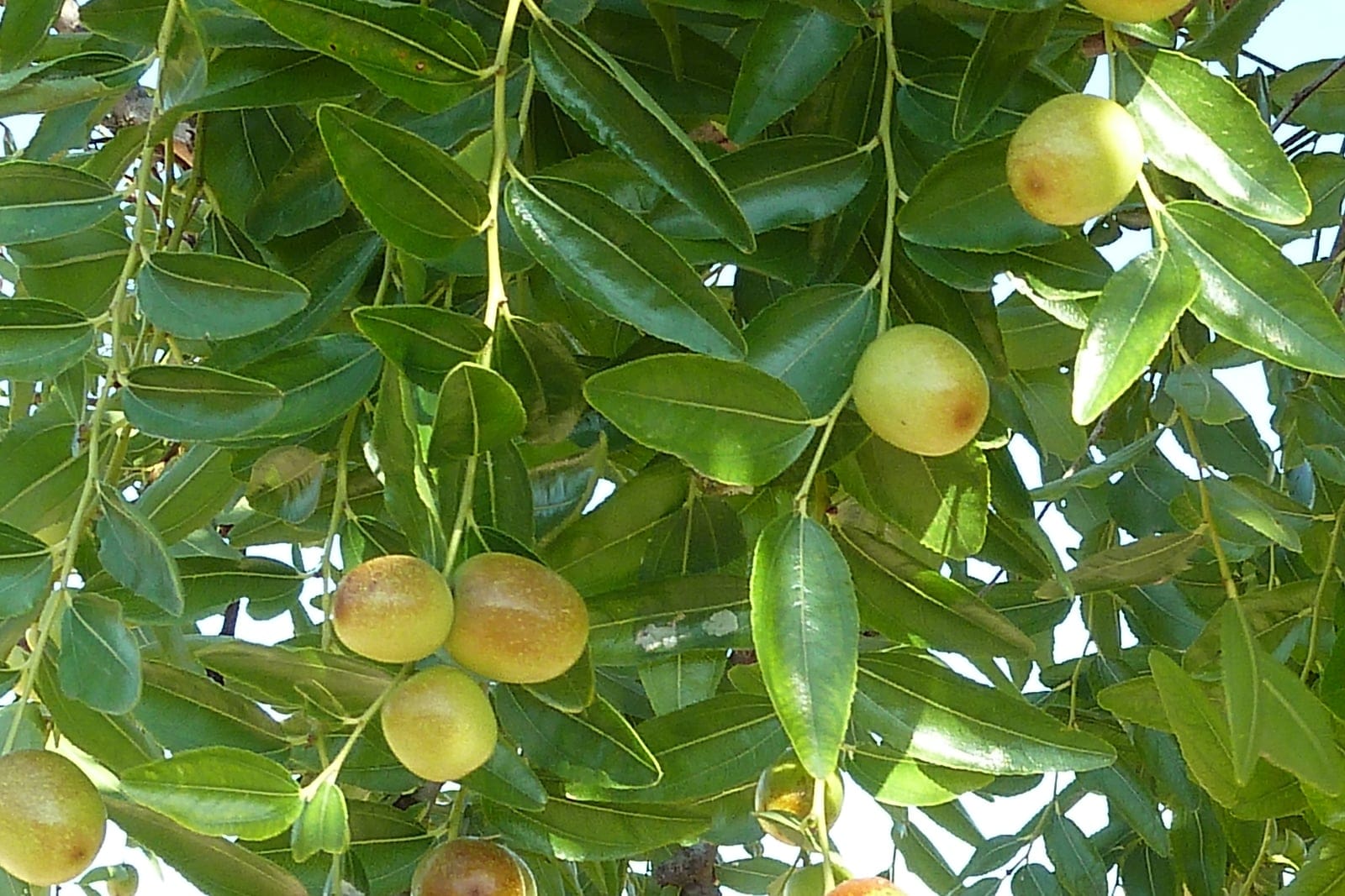Jujube (Ziziphus jujuba) branch with glossy finely-toothed elliptic leaves and round drupes ripening from green through yellow to red-brown.
