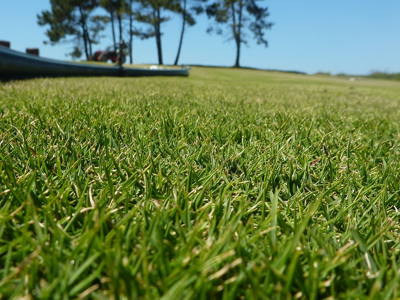 Korean velvet grass (Zoysia tenuifolia) - dense fine-bladed turf, low mounding lawn sward, uniform green groundcover.