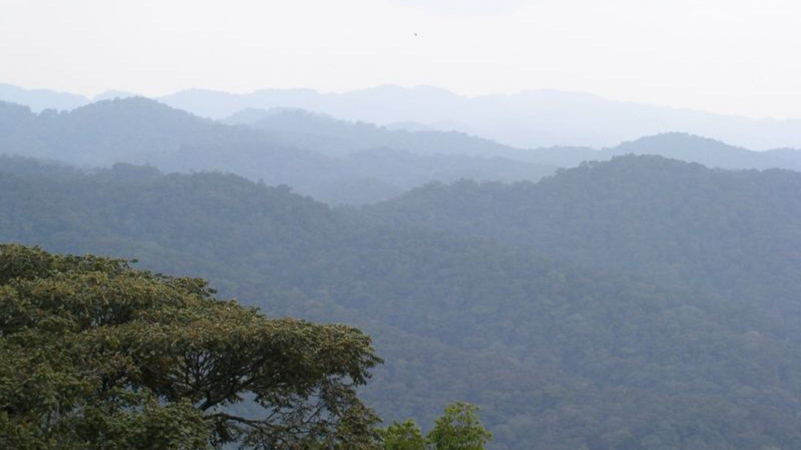 Layered forested mountains in Bwindi, Uganda, within the Albertine Rift region.