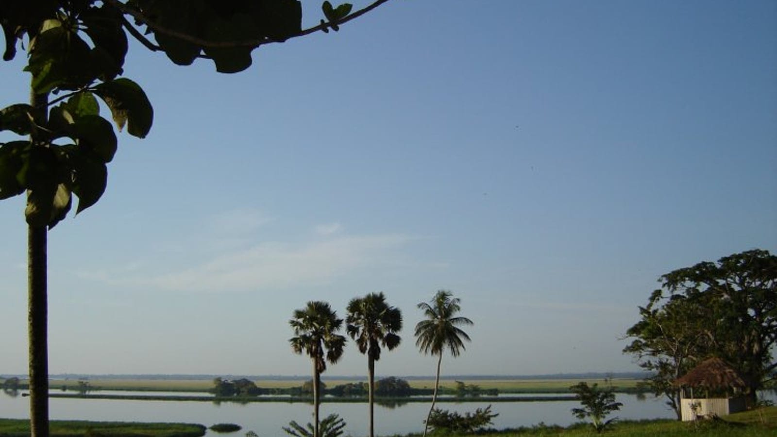 Fan palms and scattered trees along a flooded grass plain under a wide open sky.