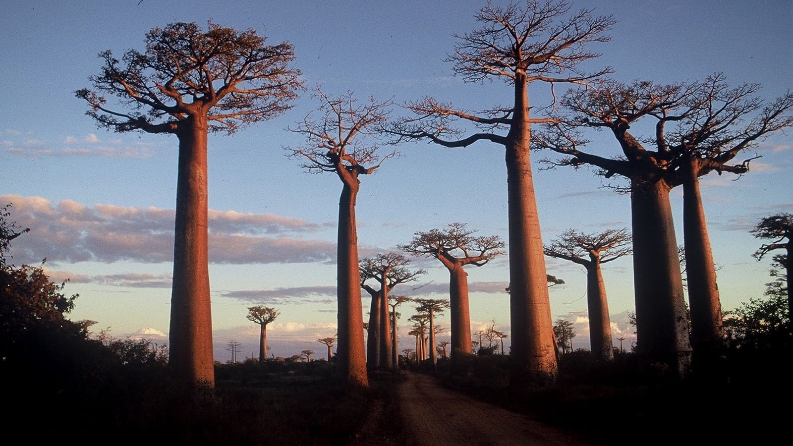 Grandidier's baobabs lining a dirt road at dusk near Morondava, western Madagascar.