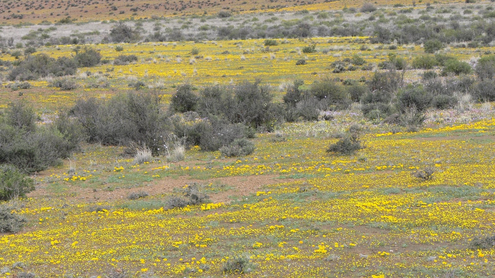 Plaine ouverte et semi-aride du Karoo près de Laingsburg tapissée de fleurs sauvages jaunes après la pluie, arbustes nains bas et végétation clairsemée s'étendant jusqu'à des collines lointaines sous un vaste ciel.