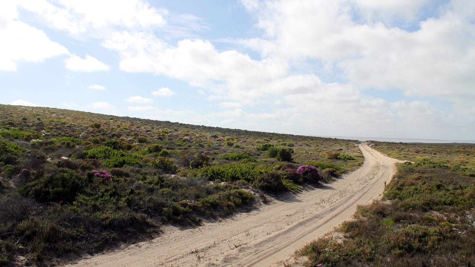 Flowering succulent shrubland with magenta mesemb cushions beside a sand track, Namaqua National Park, South Africa.
