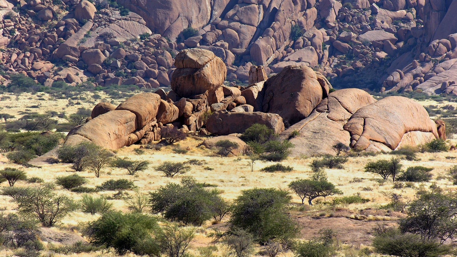 Acacias et herbe pâle autour des dômes de granite du Spitzkoppe, Erongo, Namibie.