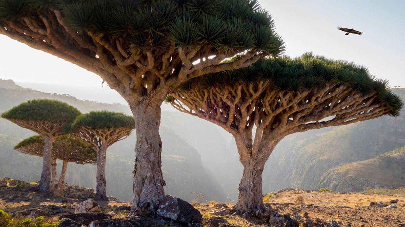 Dragon blood trees (Dracaena cinnabari) spreading umbrella crowns above a limestone gorge on Socotra, Yemen.
