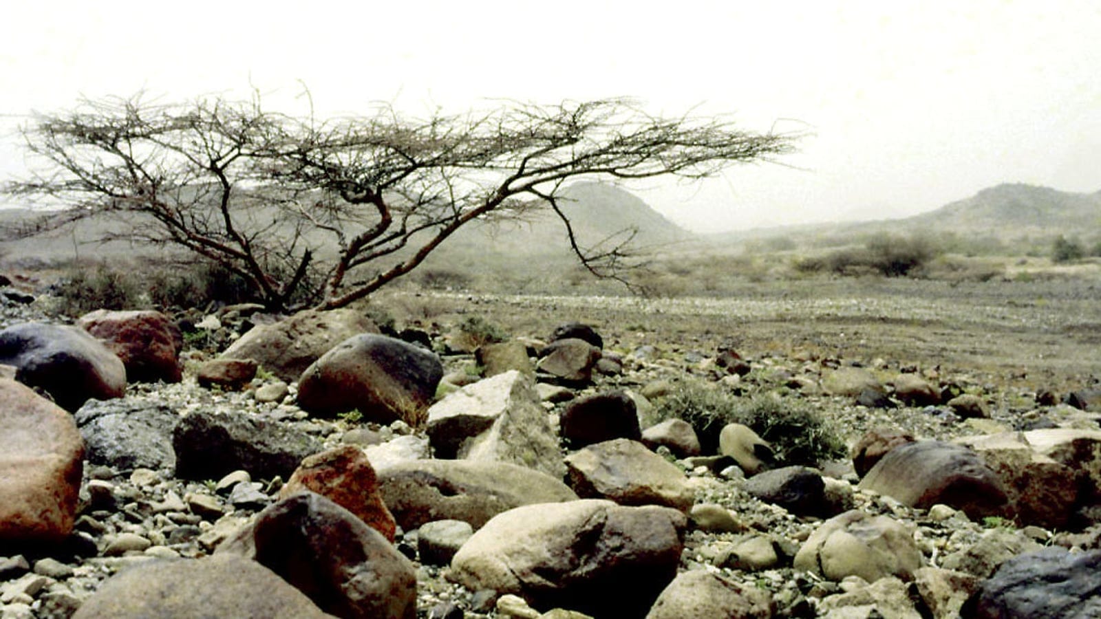 A low desert shrub growing in an arid, sandy xeric landscape on the Tihamah coastal plain of Yemen.